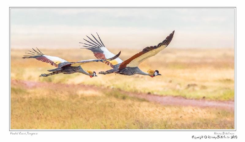 Grey Crowned Crane_HBB4092_Gallery Print.jpg